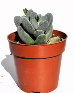 Crassula Tecta; Planta Suculenta "camuflada", Planta De Colección; Curiosarium; Diámetro Maceta 10,5 Cm