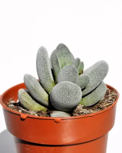 Crassula Tecta; Planta Suculenta "camuflada", Planta De Colección; Curiosarium; Diámetro Maceta 10,5 Cm