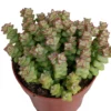 Crassula Tomb Thumb Planta Suculenta Natural Ø8