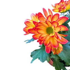 Crisantemo Colores Variados M12