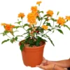 Crossandra Fortuna M22