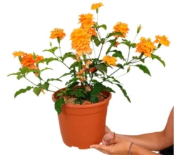 Crossandra Fortuna M22
