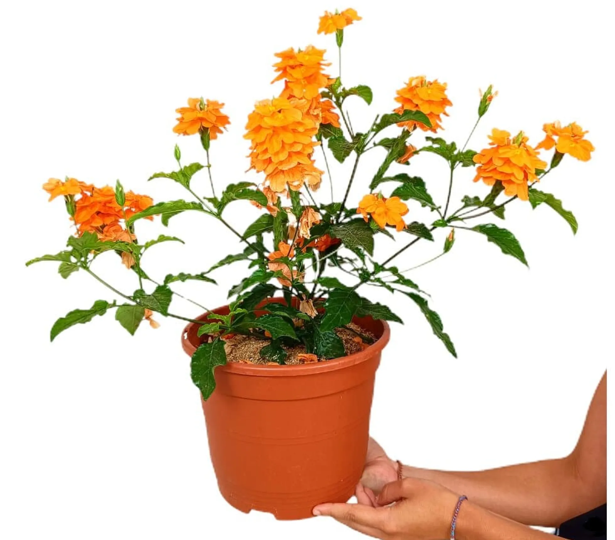 Crossandra Fortuna M22