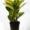 Crotón Petra | Altura 55cm - Diámetro 17cm