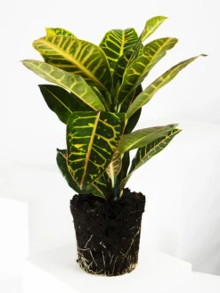 Crotón Petra | Altura 55cm - Diámetro 17cm