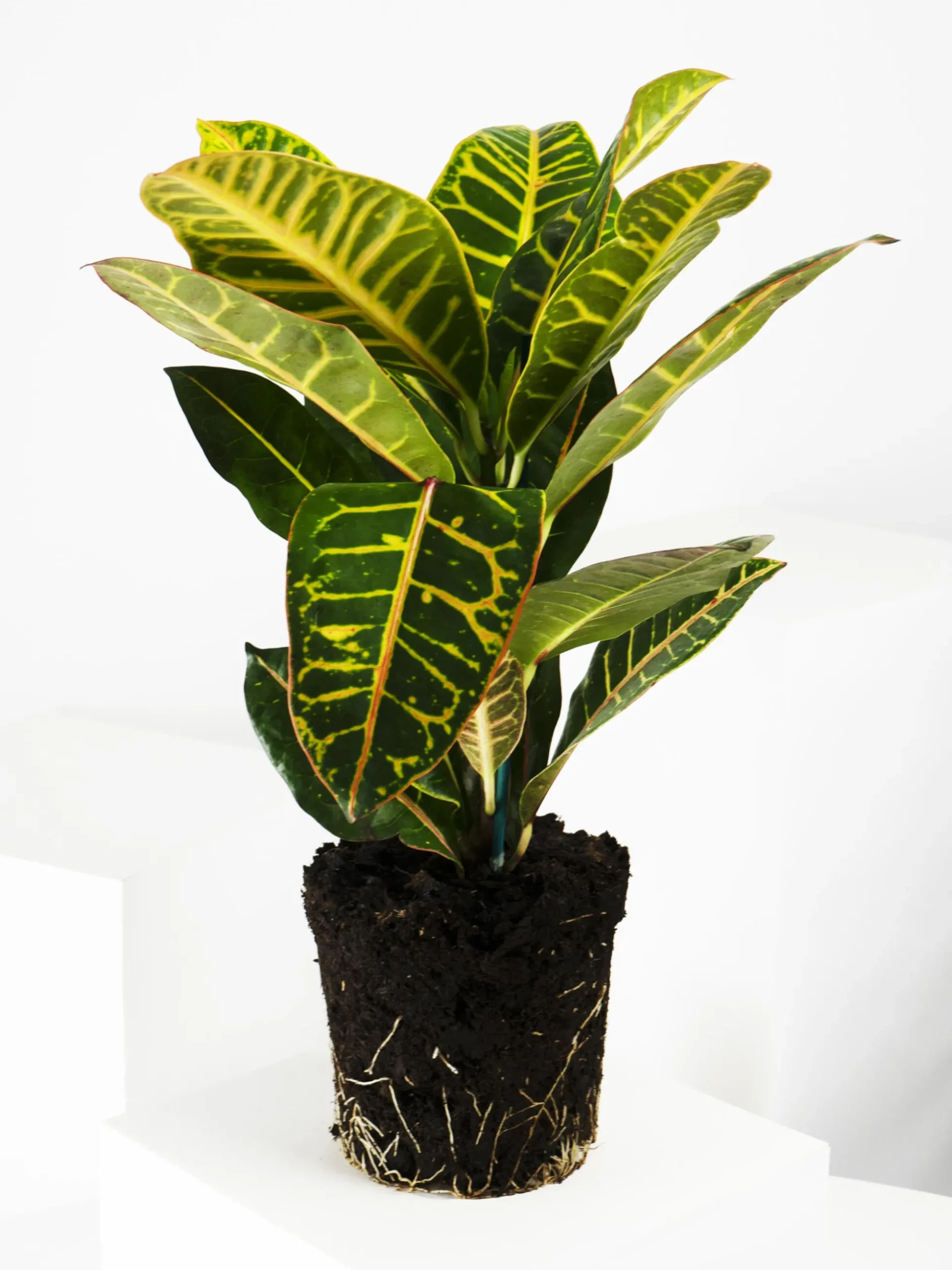 Crotón Petra | Altura 55cm - Diámetro 17cm
