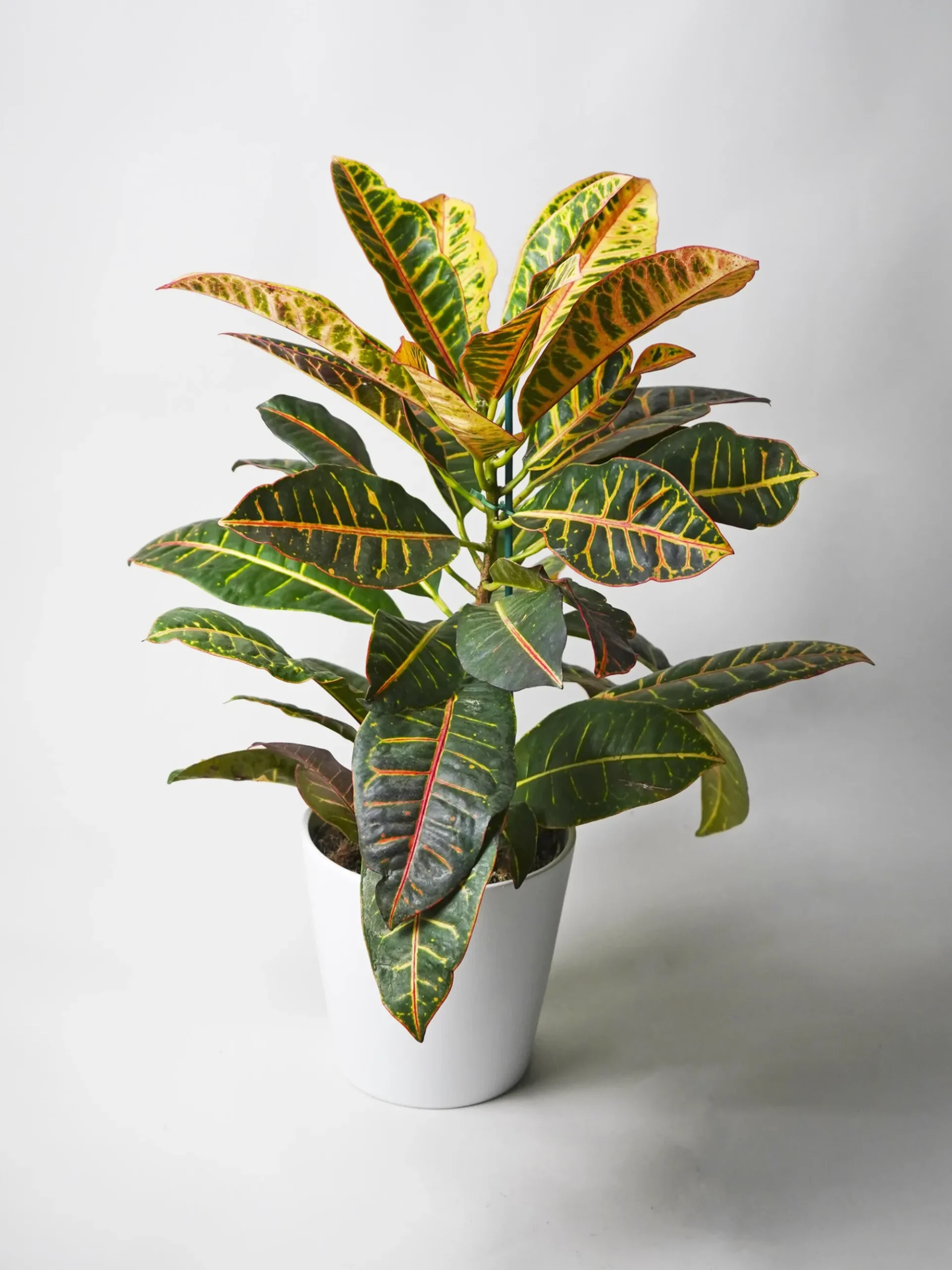 Crotón Petra | Altura 55cm - Diámetro 17cm