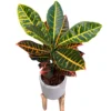 Croton Petra Planta De Interior (codiaeum Variegatum 'petra')