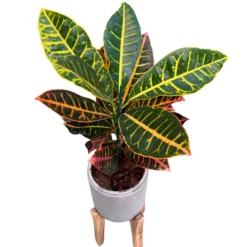 Croton Petra Planta De Interior (codiaeum Variegatum 'petra')