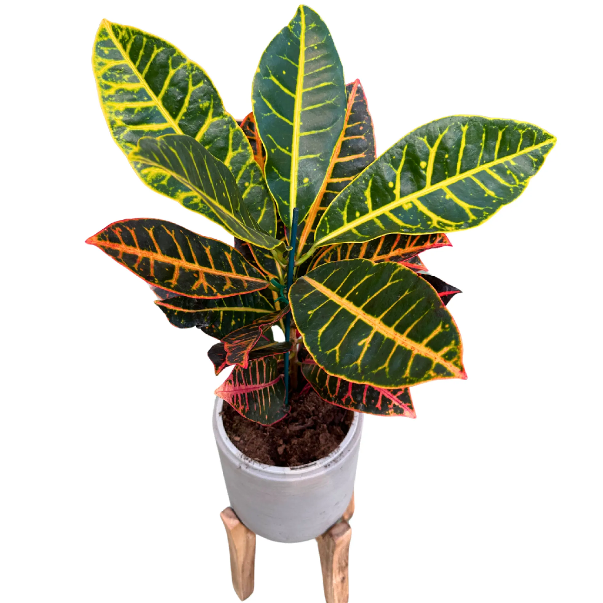 Croton Petra Planta De Interior (codiaeum Variegatum 'petra')