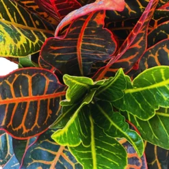 Croton Petra Planta De Interior (codiaeum Variegatum 'petra')