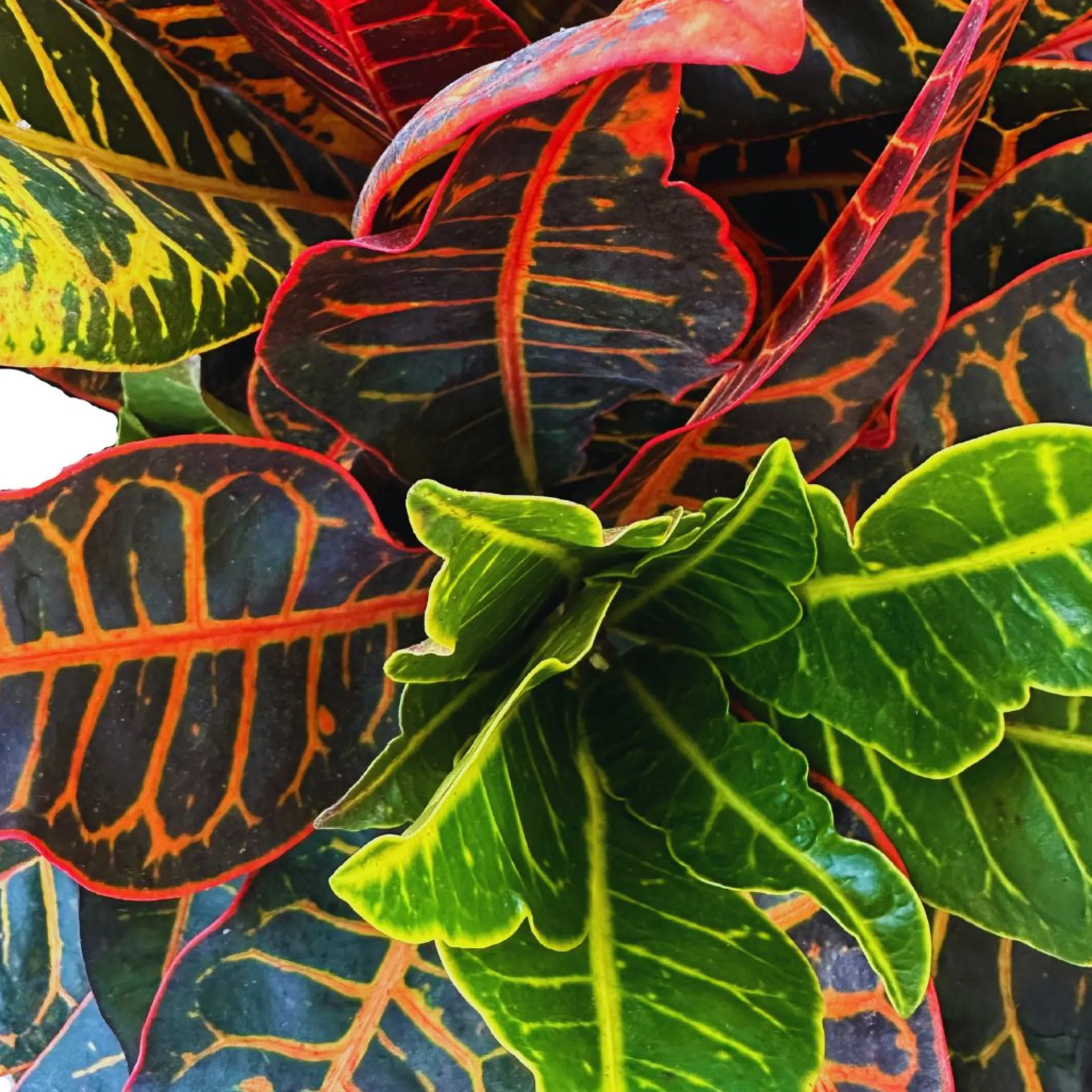 Croton Petra Planta De Interior (codiaeum Variegatum 'petra')