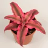 Cryptanthus Rubin Star Planta Bromelia Color Rojo Ø5