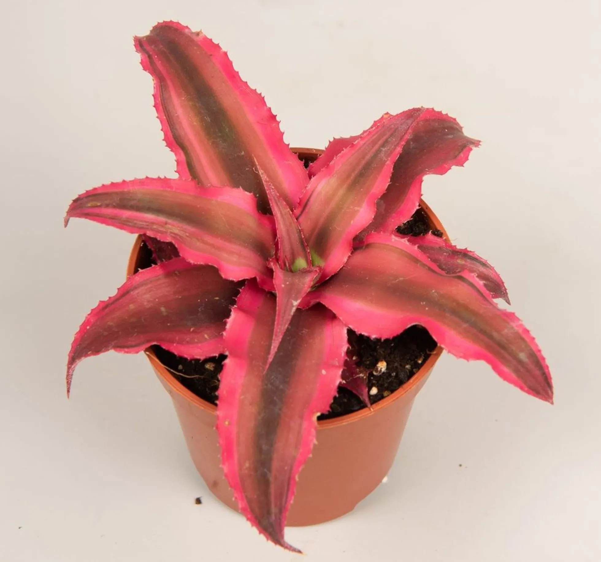 Cryptanthus Rubin Star Planta Bromelia Color Rojo Ø5