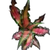 Cryptanthus Sp1 Planta Natural Bromelia De Color Ø9