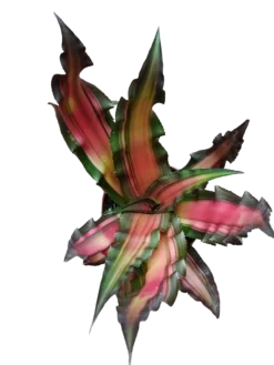 Cryptanthus Sp1 Planta Natural Bromelia De Color Ø9