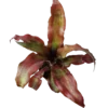Cryptranthus Rojo Planta Bromelia Ø8