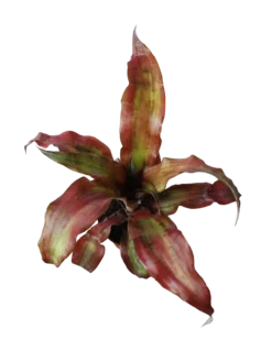 Cryptranthus Rojo Planta Bromelia Ø8