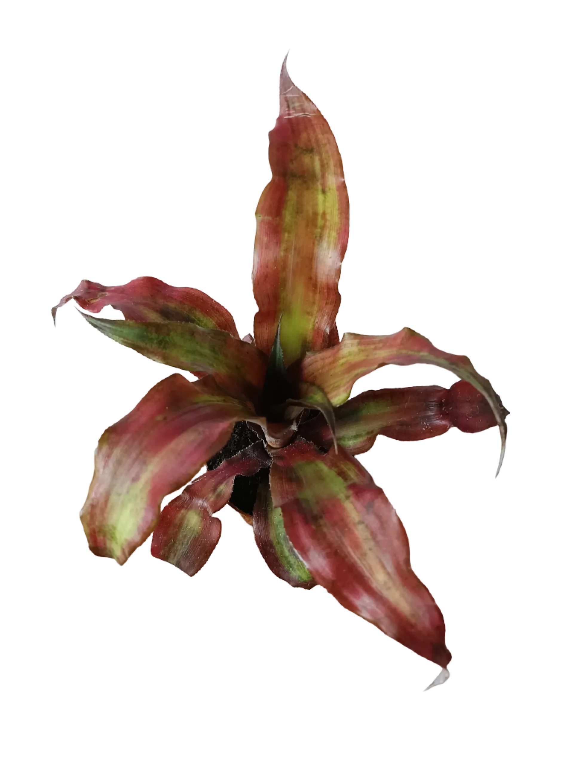 Cryptranthus Rojo Planta Bromelia Ø8