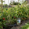 Cultivers Harina De Roca 1 Kg Mineral Fertilizante De Basalto | Silicio 46% Hierro 12% Calcio 11% Y Magnesio 9%…