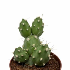 Cumulopuntia Zehnderi Cactus Y Suculentas M8,5 cm Ø