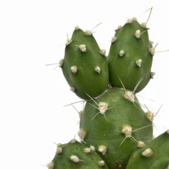 Cumulopuntia Zehnderi Cactus Y Suculentas M8,5 cm Ø