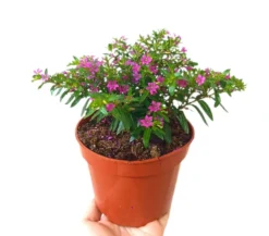 Cuphea Hyssopifolia M13
