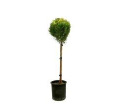 Cupressus Goldcrest Copa M20 120cm