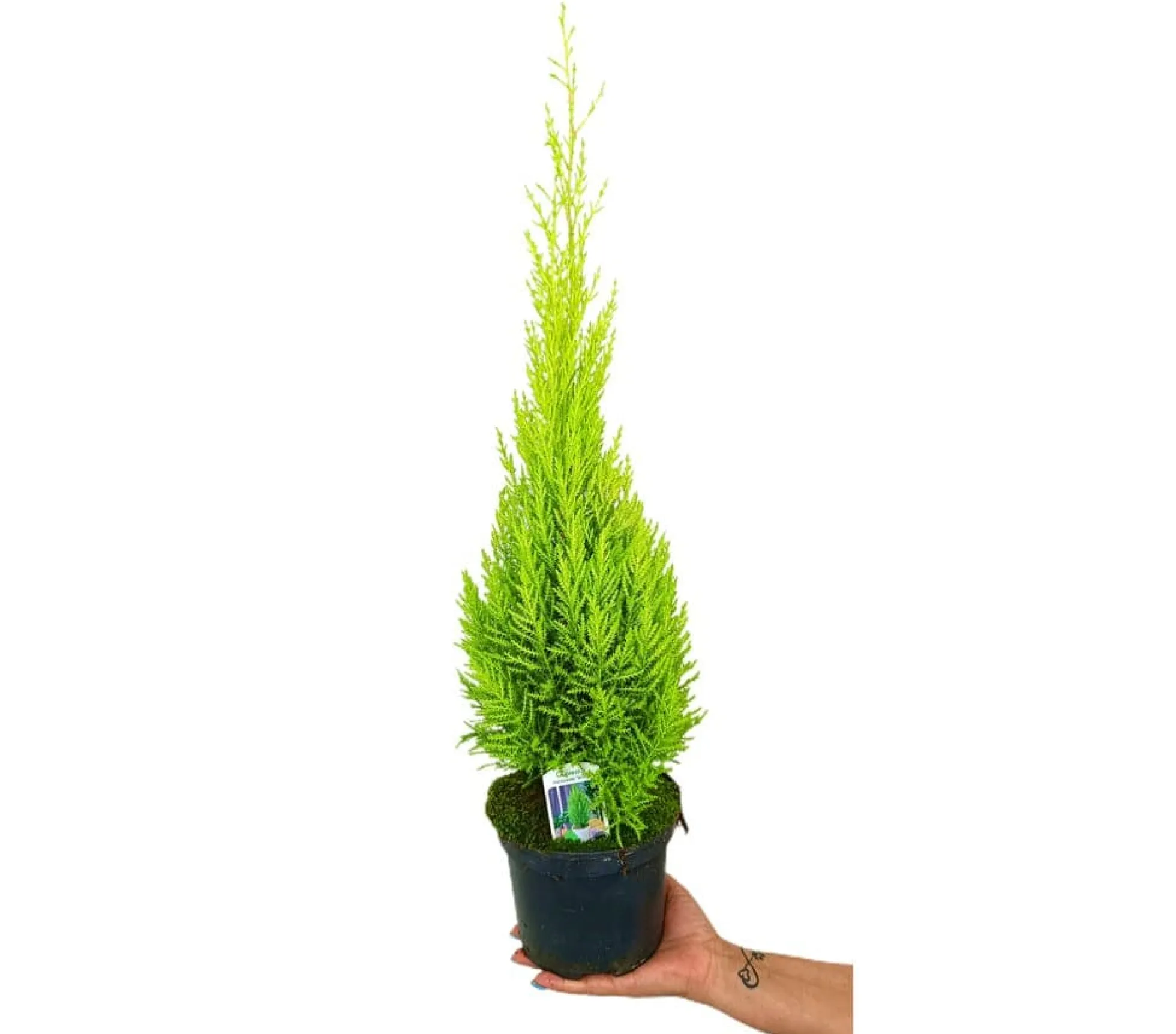 Cupressus Gold Crest Wilma M17 60-70cm (pino Del Limón)