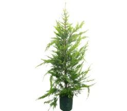 Cupressus Lambertiana M35 180-210cm