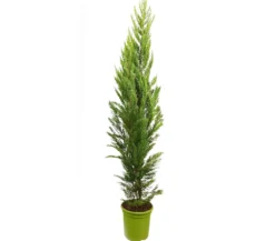 Cupressus Macrocarpa Goldcrest M25 150cm