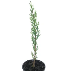 Cupresus Sempervirens 30-40cm M14 (cipres Comun)