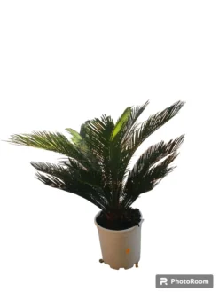 Cyca Revoluta Maceta