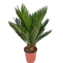 Cyca Revoluta M12 40cm