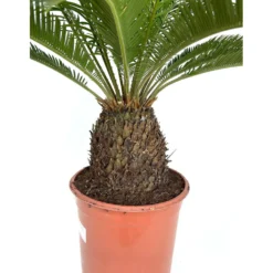 Cyca Revoluta M24 80cm