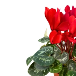 Cyclamen La Planta De Interior Reina Del Invierno Maceta 14cm