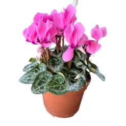 Cyclamen La Planta De Interior Reina Del Invierno Maceta 14cm