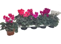 Cyclamen Persicum M11 20cm