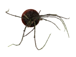 Cynanchum Marnerianum Planta Suculenta Colgante Rara