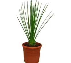 Dasylirium Longissimun M22 75cm (junquillo)