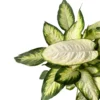 Dieffenbachia Camila M17 Maceta 17cm