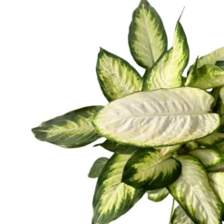 Dieffenbachia Camila M17 Maceta 17cm