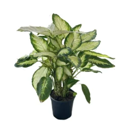 Dieffenbachia Camila M17 Maceta 17cm