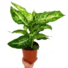 Dieffenbachia Mars M17 50cm