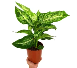 Dieffenbachia Mars M17 50cm