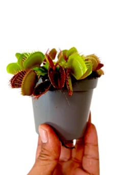 Dionaea Muscipula M8