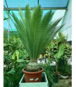 Dioon Edule M45 28cm Cadex 95cm Contorno 130cm Altura Total