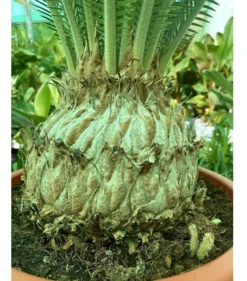Dioon Edule M45 28cm Cadex 95cm Contorno 130cm Altura Total