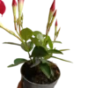 Dipladenia Arbustiva Trepadora Roja Planta De Sol