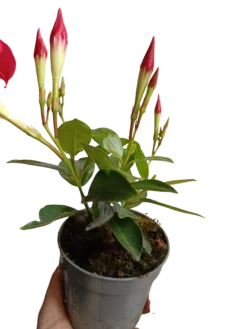 Dipladenia Arbustiva Trepadora Roja Planta De Sol